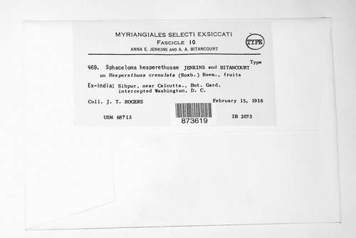 Sphaceloma hesperethusae image